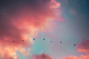 roze wolkenlucht met vogels in de vlucht